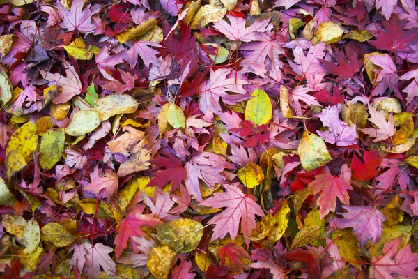 Fallbakgrund — Stockfoto