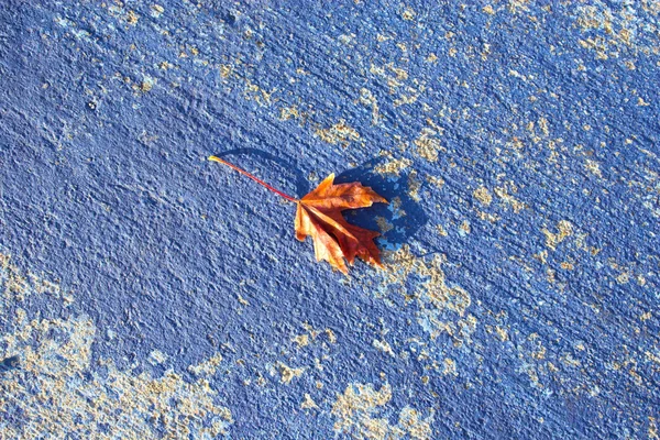 ブルー秋の背景 — ストック写真