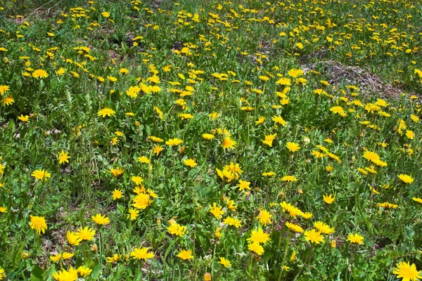 Blommande äng — Stockfoto