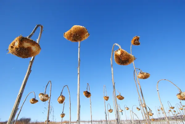 Zonnebloem veld — Stockfoto