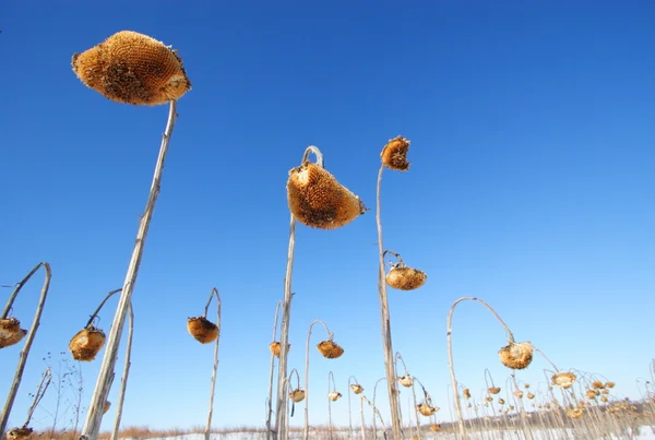 Campo de girasol — Foto de Stock