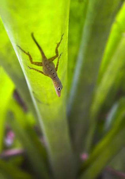 Gecko on the grass — Stock Photo, Image