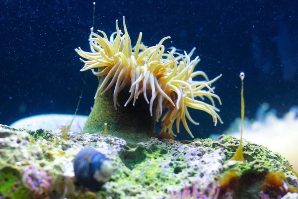 Anémona marina — Foto de Stock