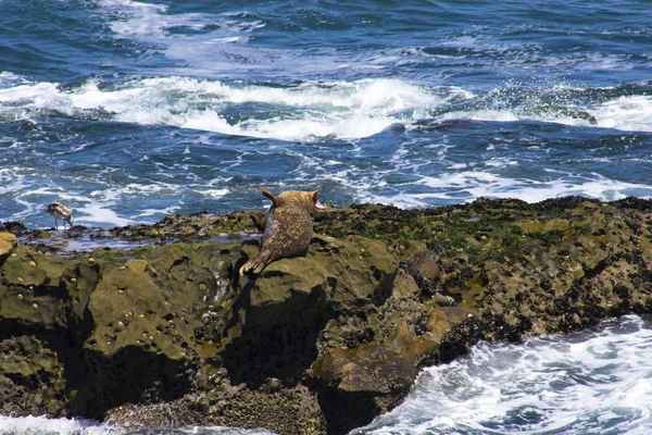 Focas — Fotografia de Stock