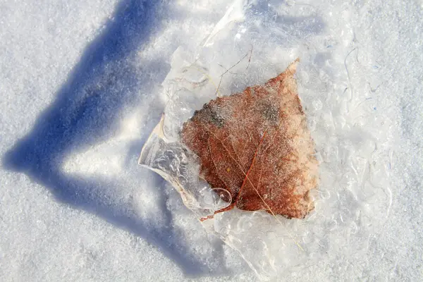냉동된 잎 — 스톡 사진