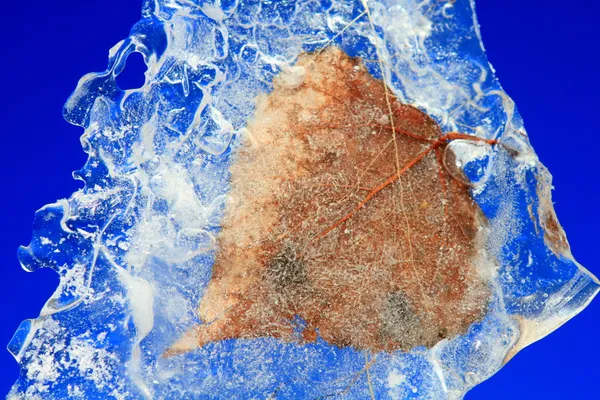 Заморожені листя — стокове фото
