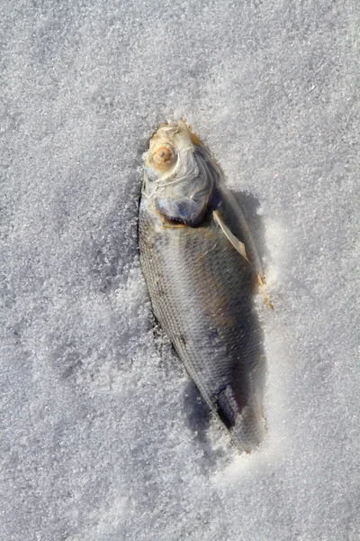 Frozen fish — Stock Photo, Image