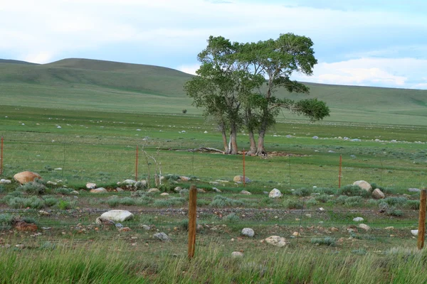 Albero solitario in montagna — Foto Stock