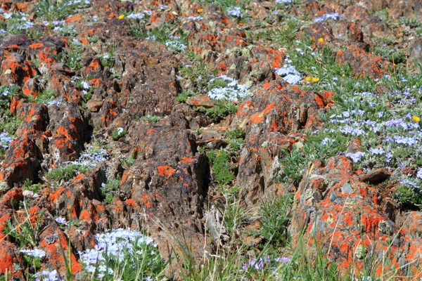 Alpine wilde bloemen — Stockfoto