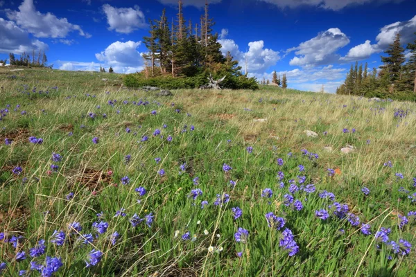 Αλπικά λιβάδια του wyoming — Φωτογραφία Αρχείου