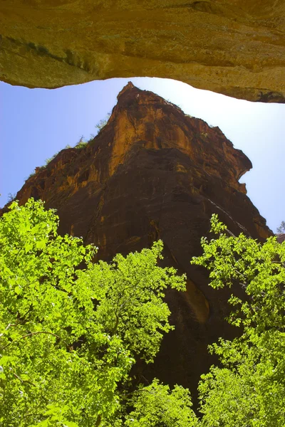 Trees inside canyons — Stock Photo, Image