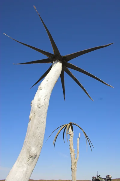 Velrybí kost palm — Stock fotografie