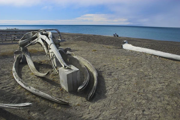 Whale bones — Stock Photo, Image