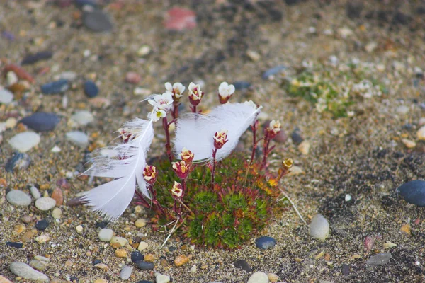 Flowers in arctic desert — Stock Photo, Image