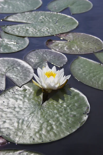 Lirio de agua — Foto de Stock