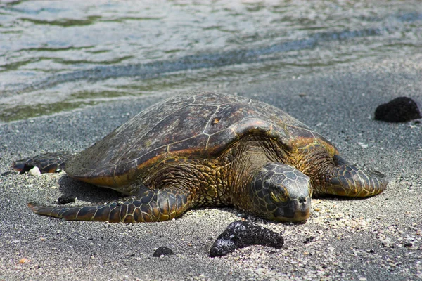 Resting turtle — Stock Photo, Image