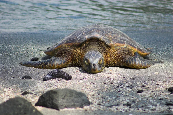 Resting turtle — Stock Photo, Image