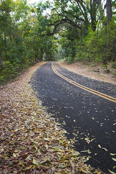 Bosco verde e strada — Foto Stock