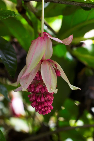 Flor tropical —  Fotos de Stock