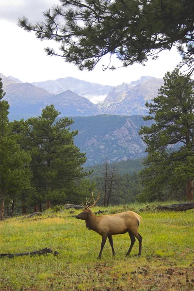 Wild Elk — Stock Photo, Image