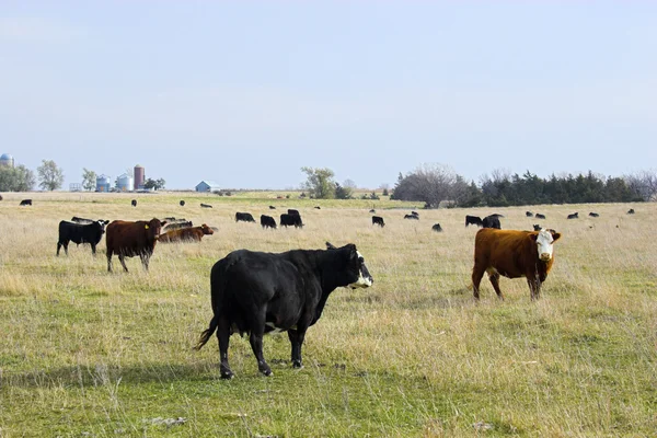 Paisaje rural con vacas —  Fotos de Stock