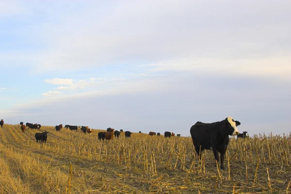 Paisaje rural con vacas — Foto de Stock