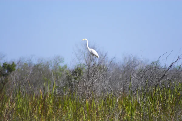 沼沢地の鳥、草の — ストック写真