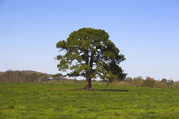 Ozark platteland — Stockfoto