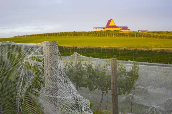 Producent bij zonsondergang — Stockfoto