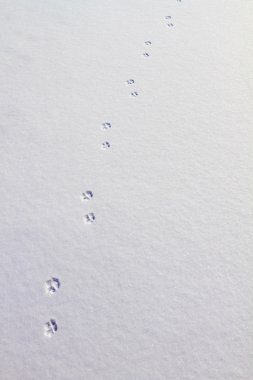köpek izleri