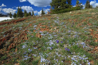 Wyoming Alpine meadows