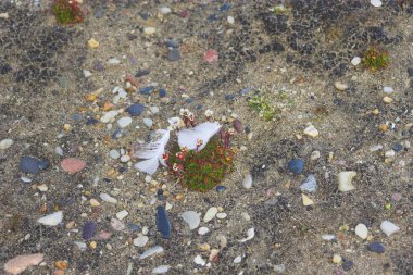 Kuzey Kutbu çöl çiçeği.