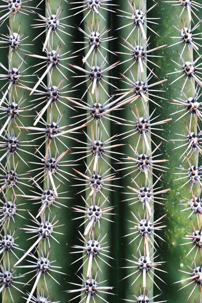 Saguaro — Stock fotografie