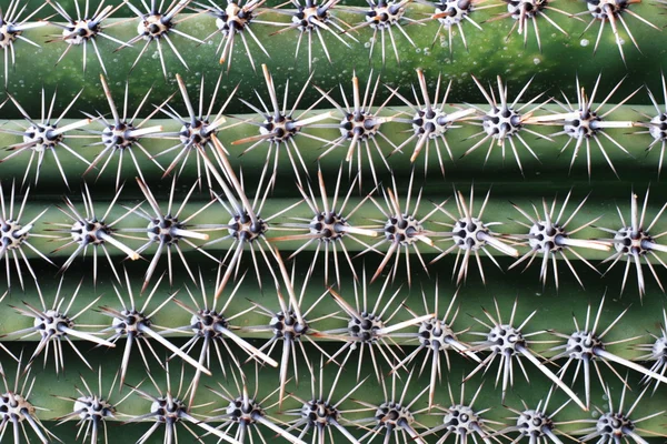Saguaro — Stock Photo, Image