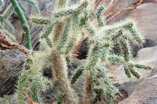 Cholla — стокове фото