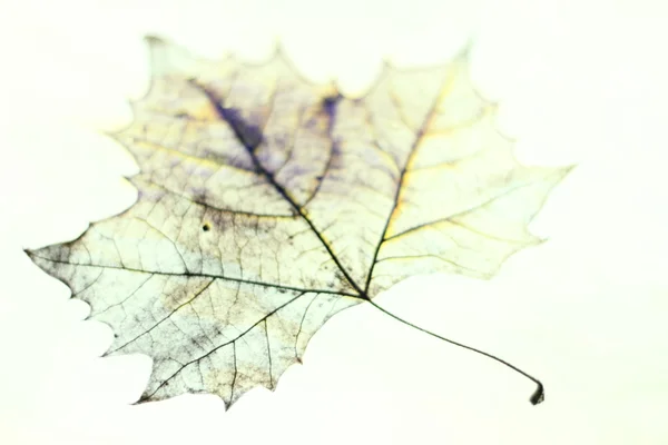 Рисунок кленовых листьев — стоковое фото
