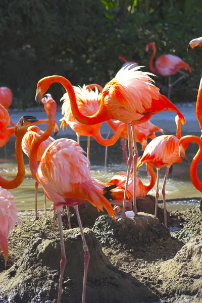 Flamingo på redet – stockfoto