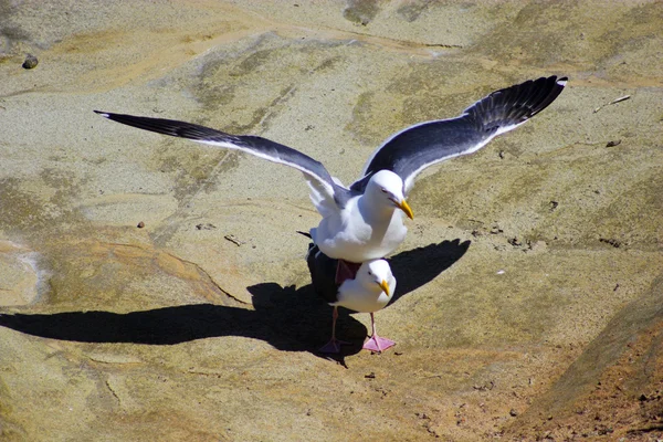 Gaviotas —  Fotos de Stock