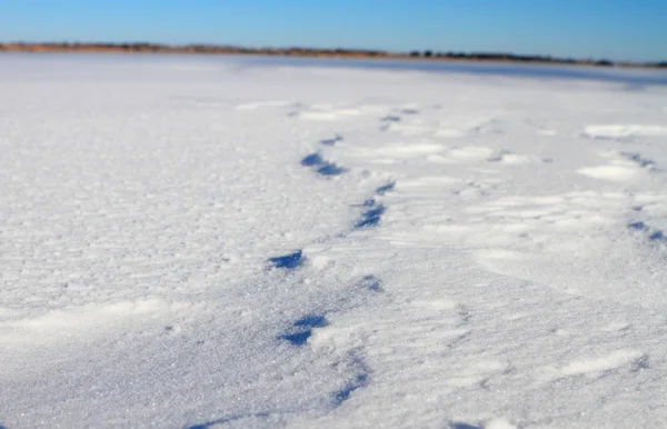 Frozen landscape — Stock Photo, Image