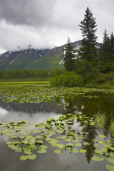 Alaska-Feuchtgebiet — Stockfoto
