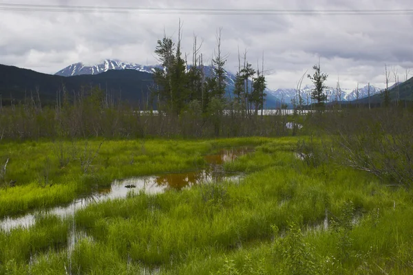 アラスカの湿地 — ストック写真