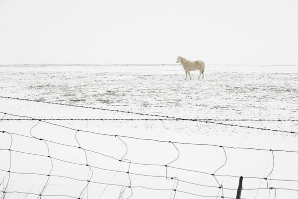 Снежная лошадь — стоковое фото