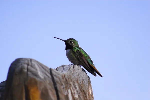 Pájaros tarareando — Foto de Stock