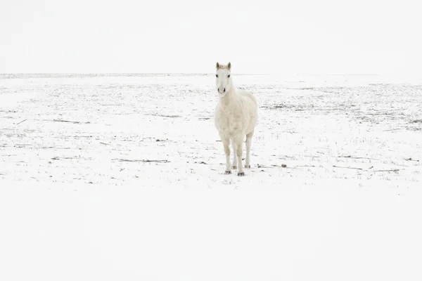 Snow Horse — Stock Photo, Image