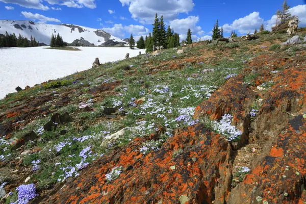 Prados alpinos en Wyoming — Foto de Stock