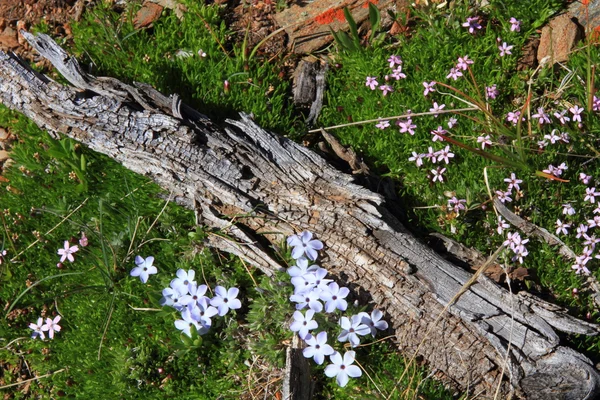Madeira velha e flores silvestres — Fotografia de Stock