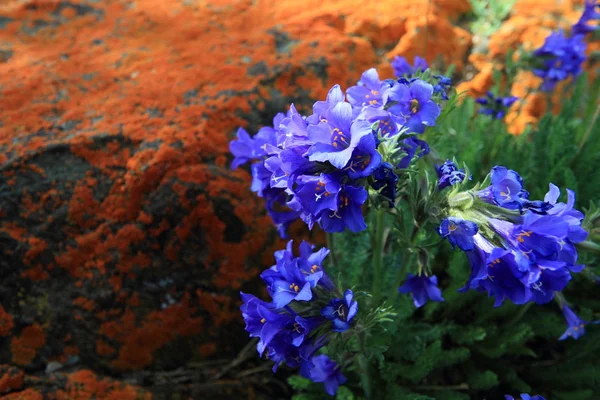 Wildblumen in Blüte — Stockfoto