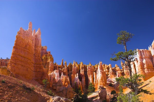 Bryce'nın kırmızı taştan — Stok fotoğraf