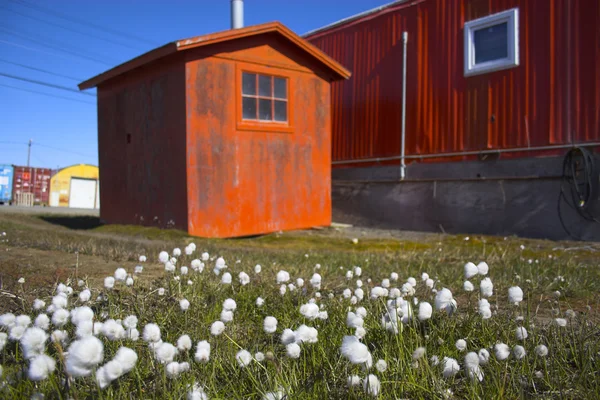 Арктические цветы — стоковое фото