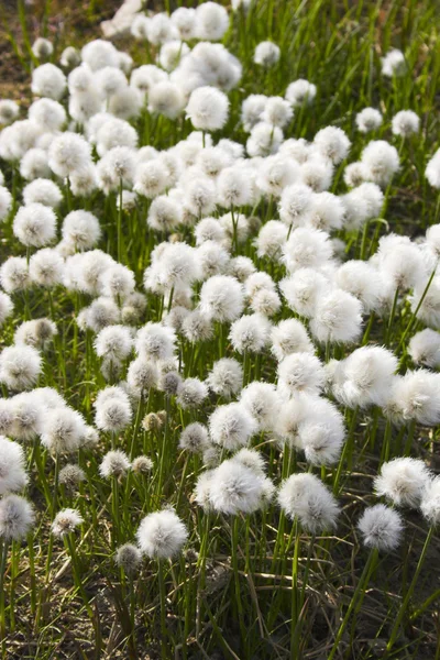 Arctic flowers — Stock Photo, Image